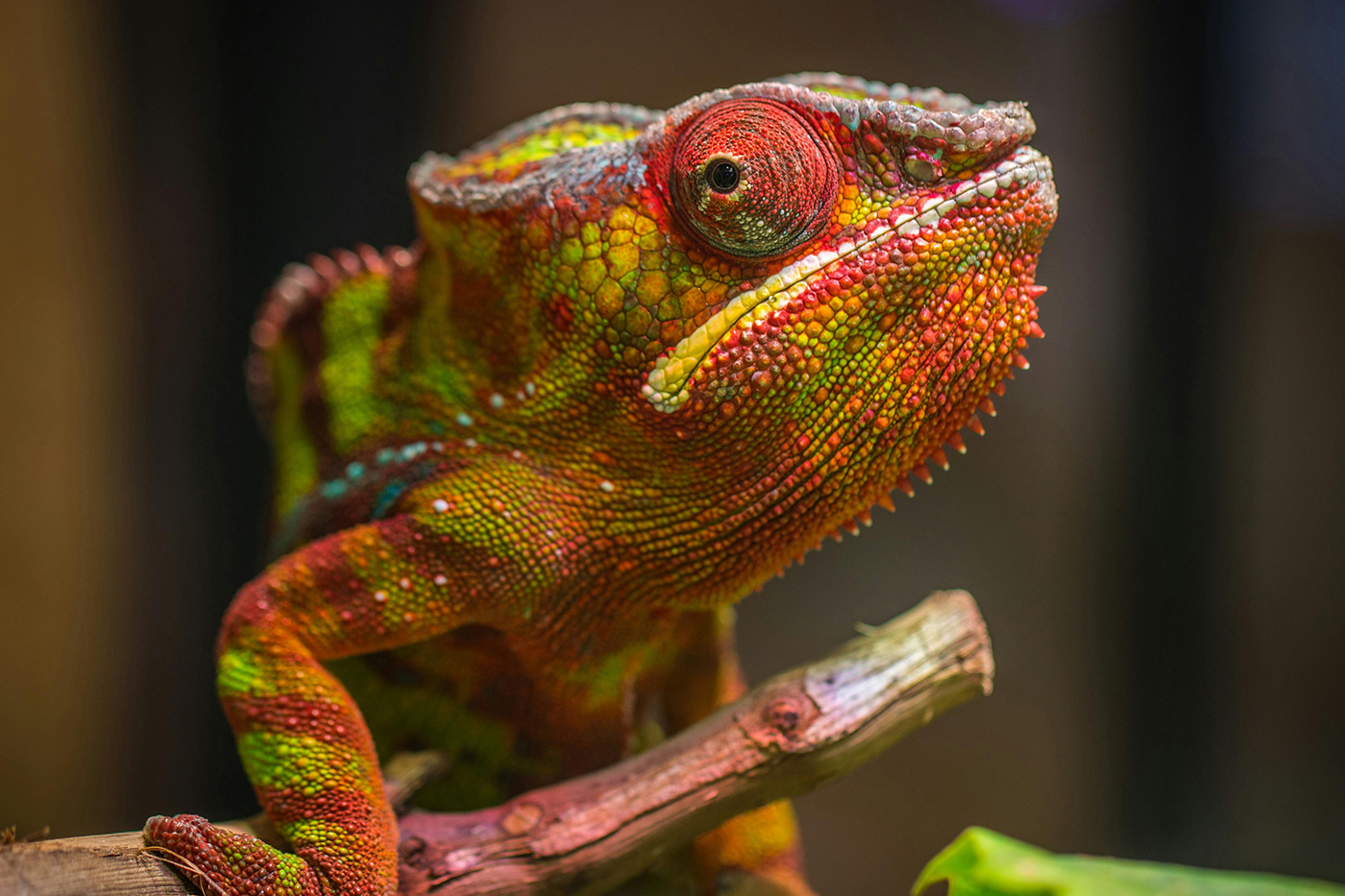 Timon lepidus high blue