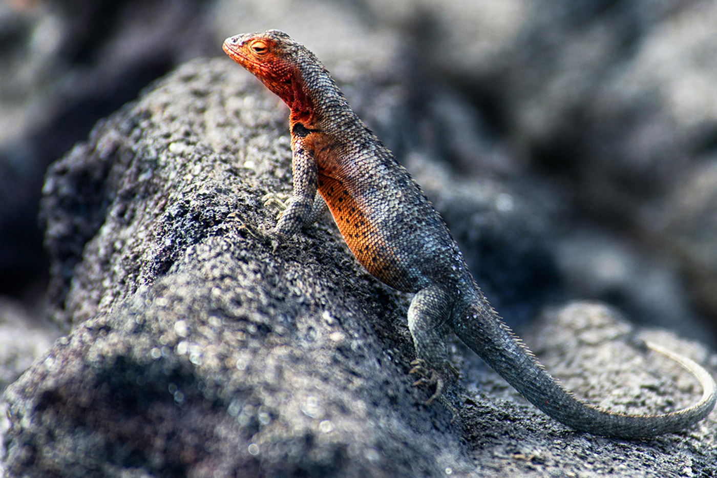 Timon lepidus high blue 5