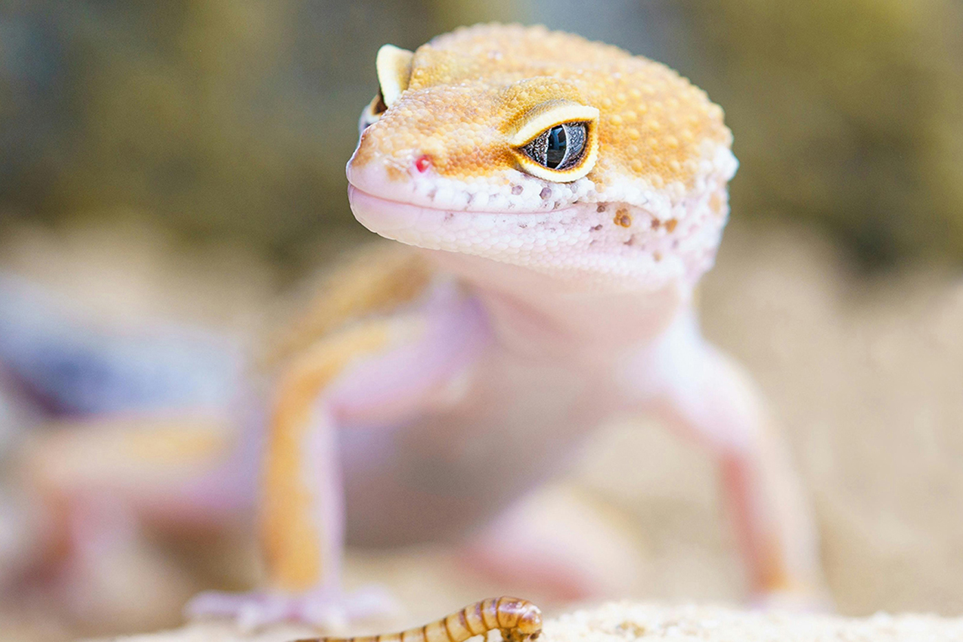 Timon lepidus high blue 6