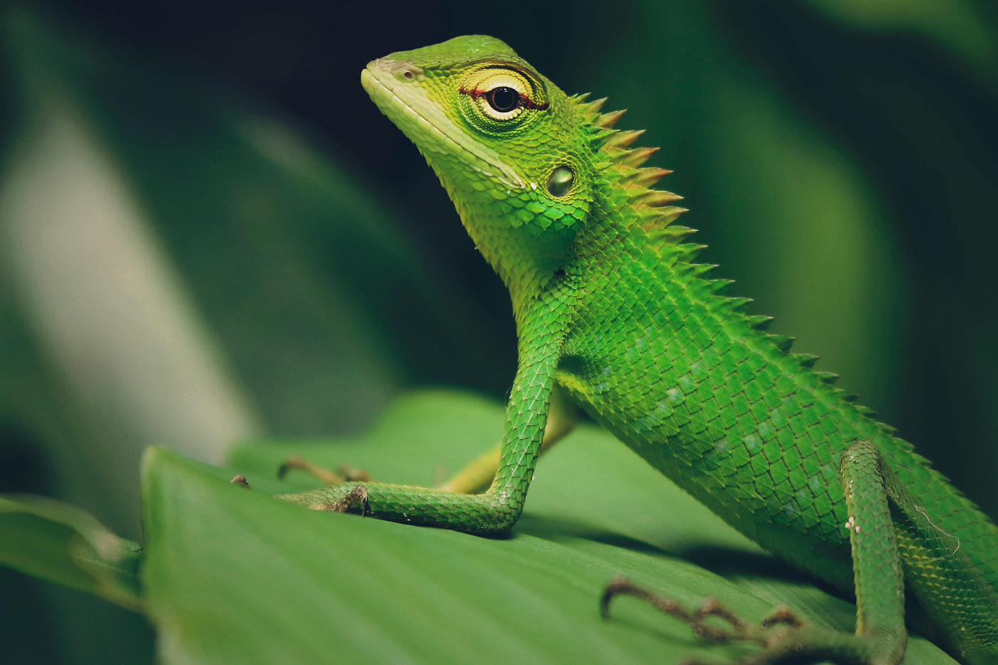 Timon lepidus high blue 2